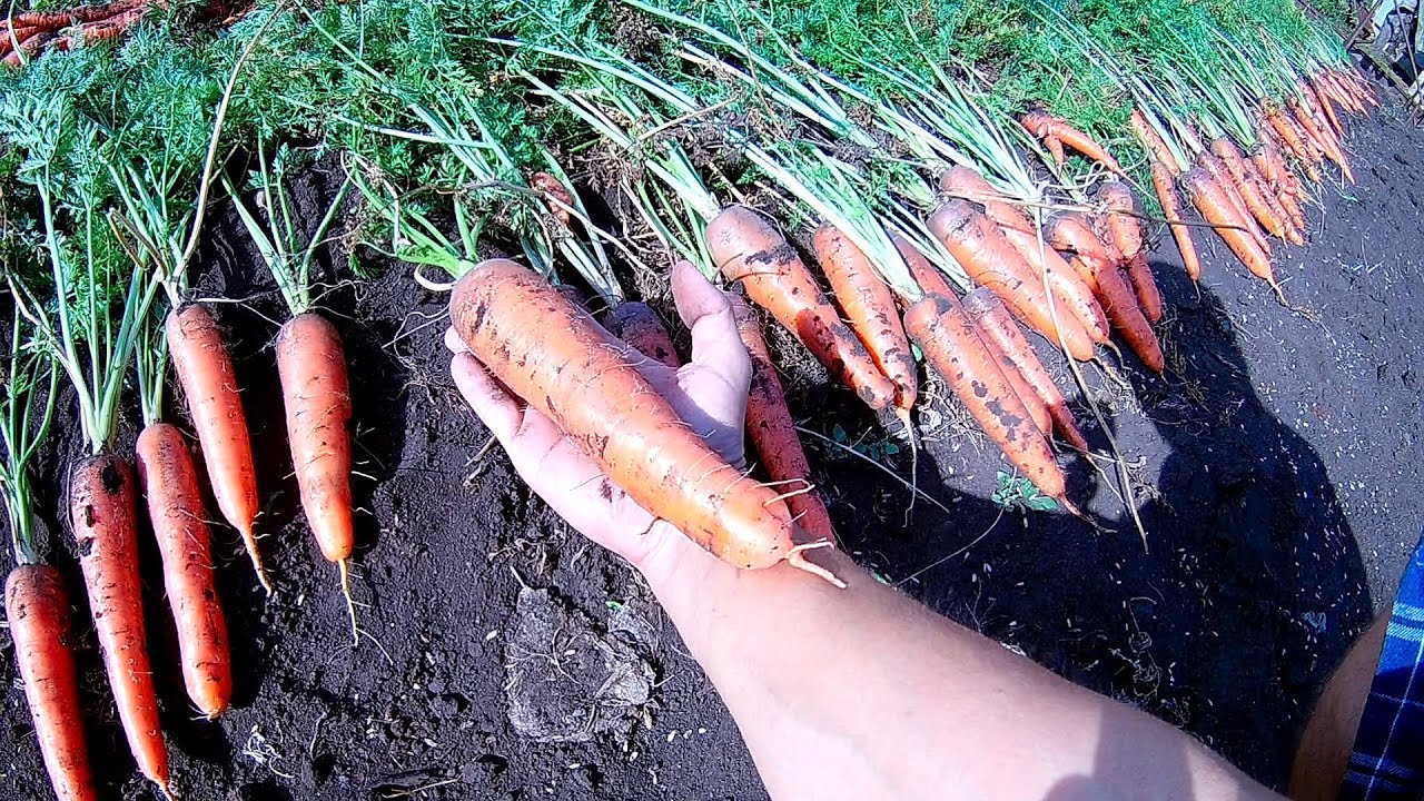 Морковь сорта Нандрин F1