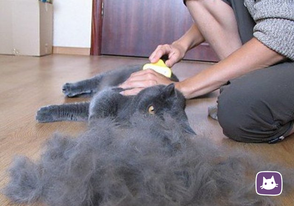 Сальный хвост у кота. Решаем эту проблему. И снова кото родители Дзен