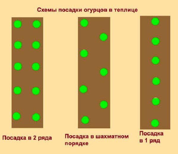 Подготовка почвы под огурцы — в теплице и открытом грунте