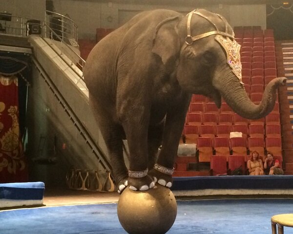 Инициатива народного избранника подверглась критике.