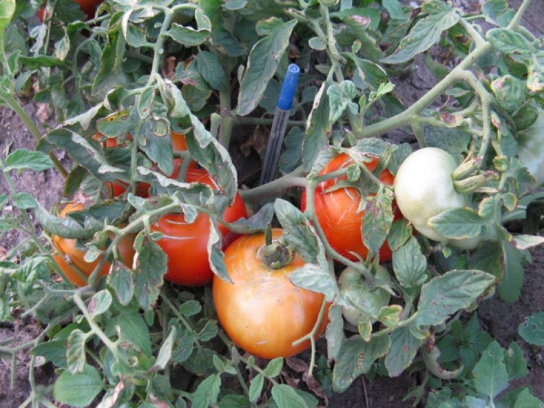 https://sb.agronomu.com