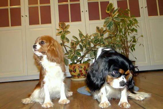 Кавалер Кинг Чарльз Спаниель бленхейм и триколор