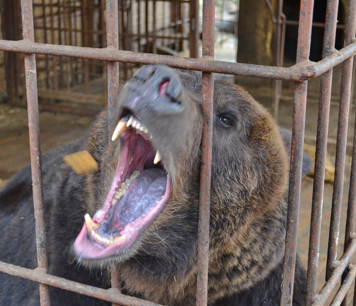 карельский зоопарк зимой