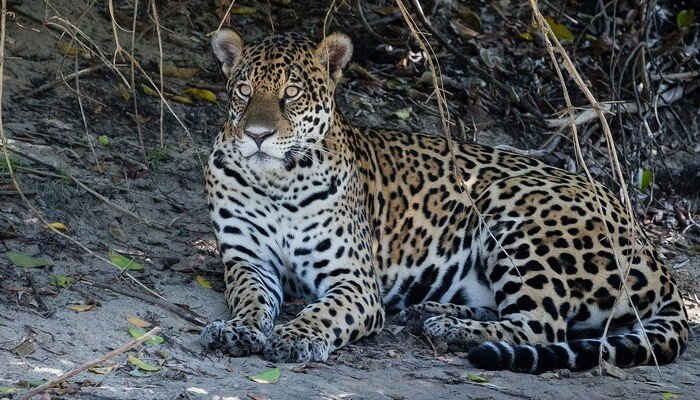 http://lifecatalog.ru/cont/p/pan/Panthera.html