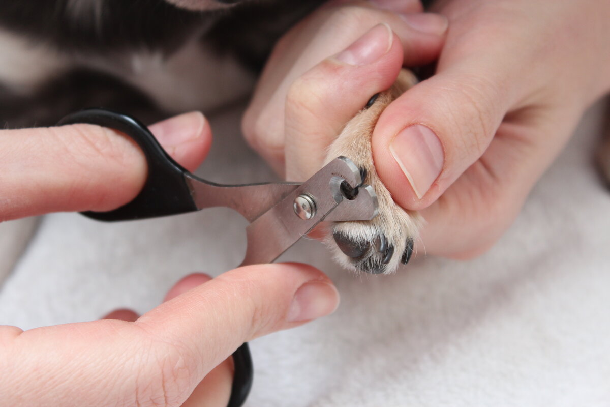 Как подстричь когти собаке ши-тцу