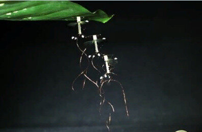Робот RoboBee (Источник: dailytechinfo.org)