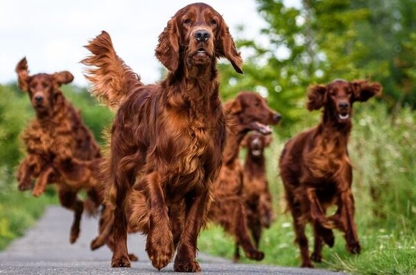 Уход за ирландским сеттером
