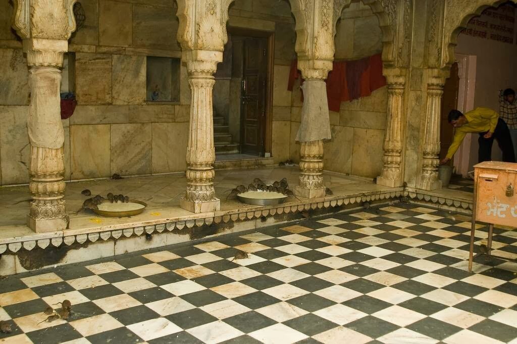 В таких царских условиях проживают крысы в храме Шри Карни Мата