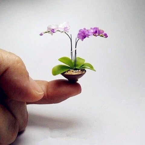 Миниатюрная орхидея. Утверждается, что живая