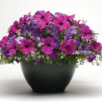 Смесь Healing Waters включает в себя петунию Shock Wave Denim, петунию Easy Wave Violet и крупноцветковую синюю бакопу; смесь Wine Cooler включает в себя виолу Sorbet Midnight Glow и алиссум Clear Crystal Purple Shades 