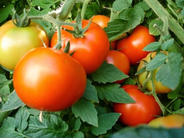 Засухоустойчивые сорта с высоким урожаем