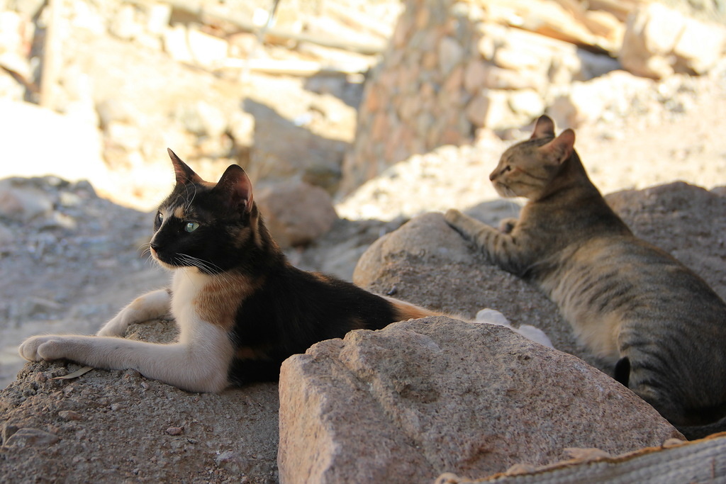  На улицах Египта (г. Шарм-Эль-Шейх) можно увидеть только обычных
 представителей семейства кошачьих.-2