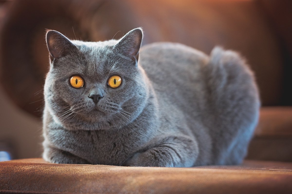 Какая порода кошек подходит вам по знаку зодиака? | opitomce.ru | Дзен