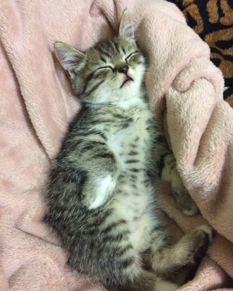 Всем Мяу! И так меня зовут Кот (но это не на долго)! Все благодаря старому деду у которого фантазия очень "бурная". Оторвал меня из семьи и припер к себе в дом. И тут моя жизнь резко изменилась. Тут я его рассмотрел метр с кепкой в прыжке называл себя Егорычем, ну ну Егорыч - тухлый помидорыч. Встает рано, ложится рано, скучно. На моей миске оказалась надпись "хочу добавки" то же мне нашел бегемота. С удобствами оказалось все плохо. Туалет на улице,  это я понял когда пару раз огреб тапком после туалета в доме, вот почему старый не купил лоток. А как же зимой? Вся придомовая территория была в моем распоряжении. Дом был достаточно большой и старый. После изучения комнат я понял где главная комната в доме - там где холодильник. Старый жмурик оказался еще тем весельчаком. Притаранил мне молока, кучу игрушек пищалок.  Утром после часа песнопения он открыл дверь на улицу. Вовремя, я уже приметил одну галошу. Утром раздался звонок он говорил, что выходные свободен и ждет внуков, а меня оказывается ждал ад, о котором я еще не знал! Но это уже другая история....  