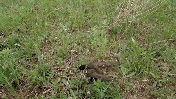 Стриж на земле.