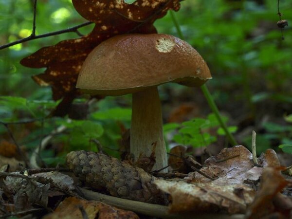4 вида самых полезных грибов