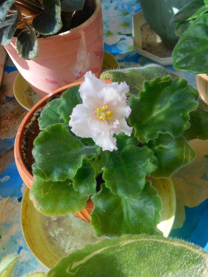 Фото из личного архива. Сенполия ЛЕ - Злато Скифов