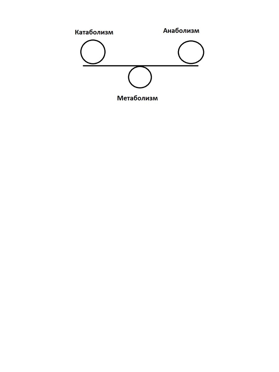 Схематически так выглядит "чаша весов" нашего обмена веществ.