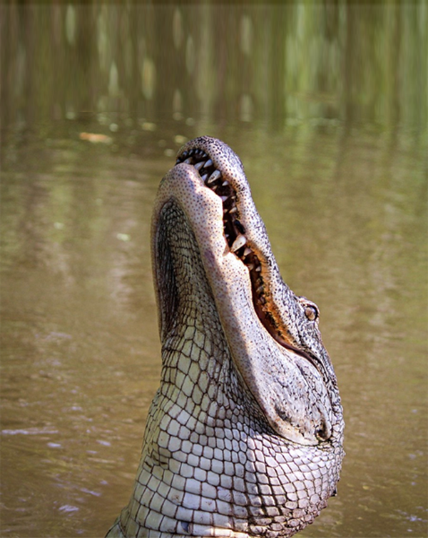 https://c.pxhere.com/photos/24/d4/alligator_american_alligator_gator_amphibian_louisiana_bayou_predator_reptile-937922.jpg!d