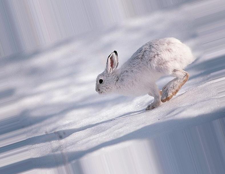 Фото Яндекс.картинки