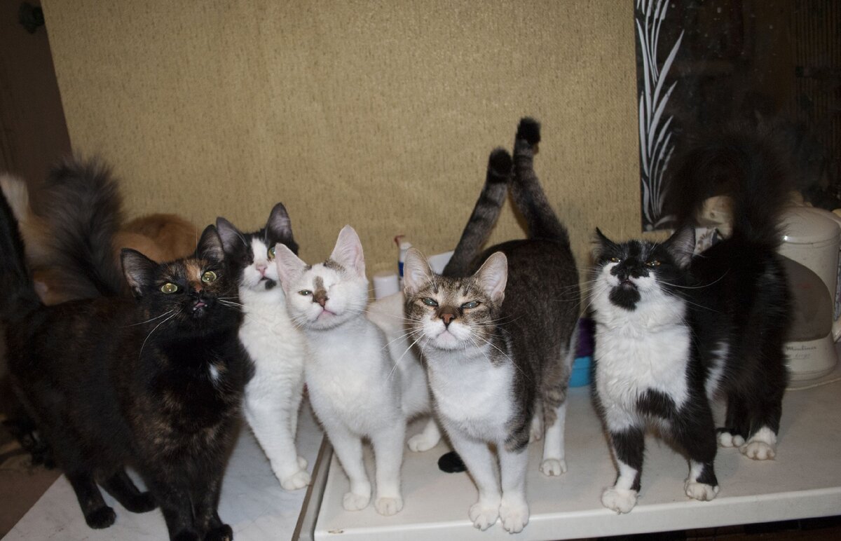 Мила, Афоня, Вася, Спрайтик, Линда