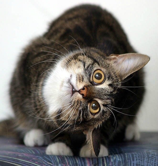 Фото из коллекции Яндекс-картинок