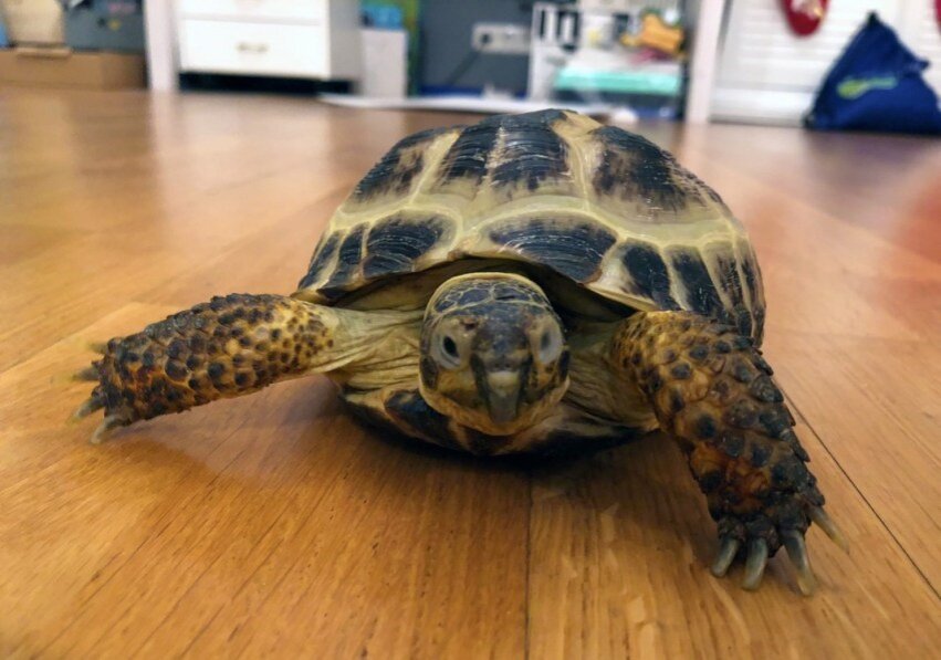 Яндекс.Картинки