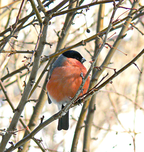 Снегирь, в галерее несколько фотографий, всё из личного архива