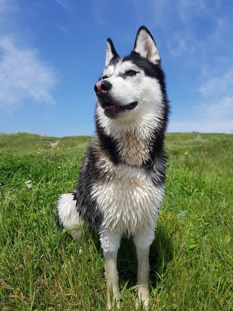 Если хаски сделала серьезную морду (как на фото), значит, в чем-то есть подвох.