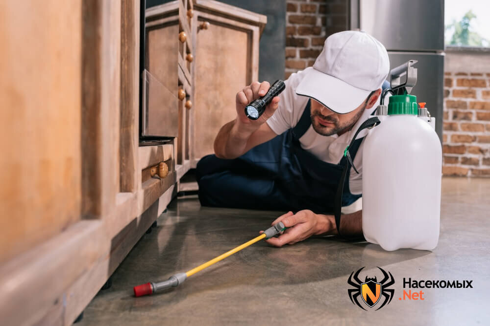 Дезинсекционная обработка помещения от клопов