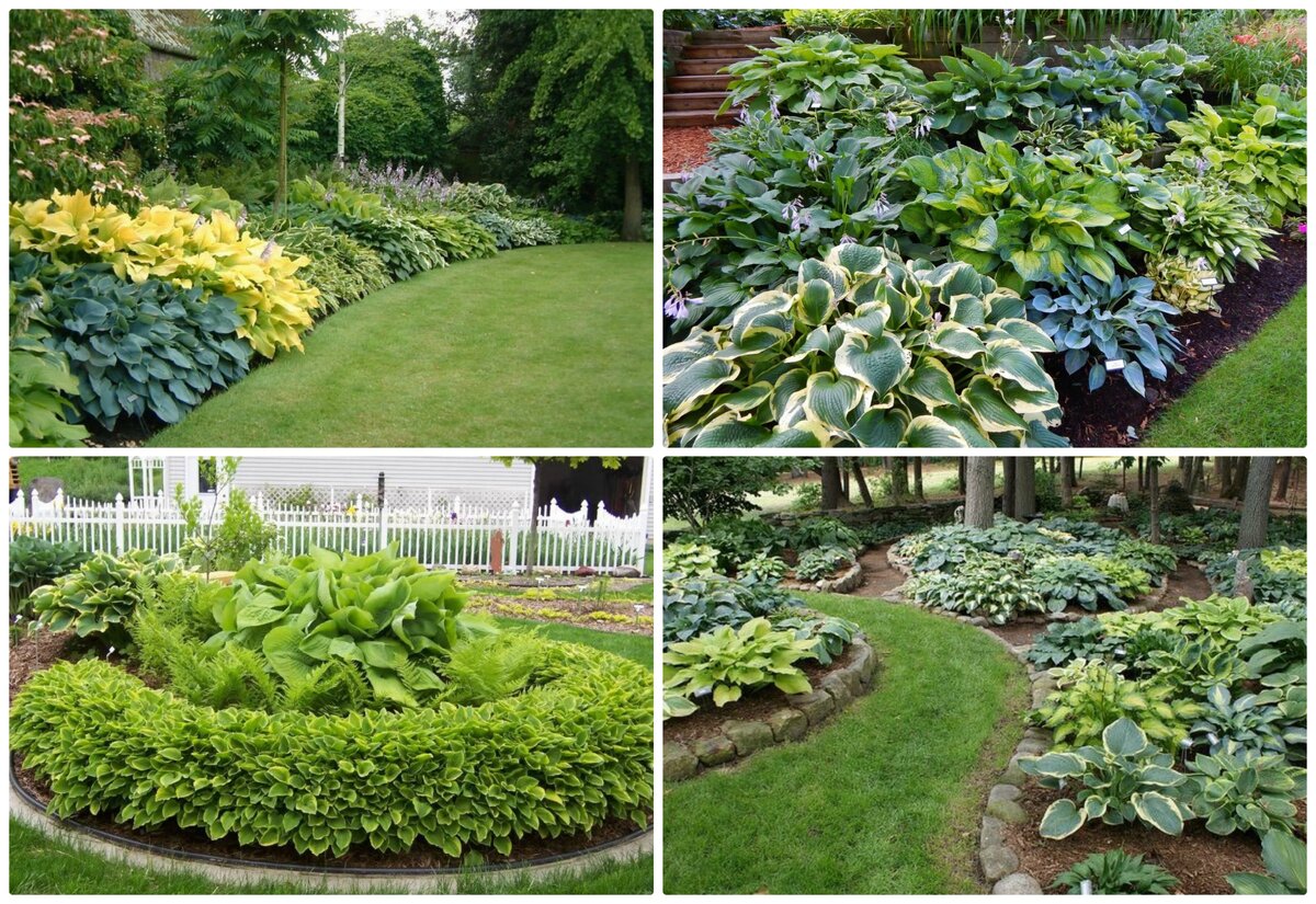 Клумбы из хост