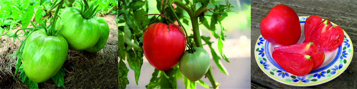 Томат сорт "Вельможа"