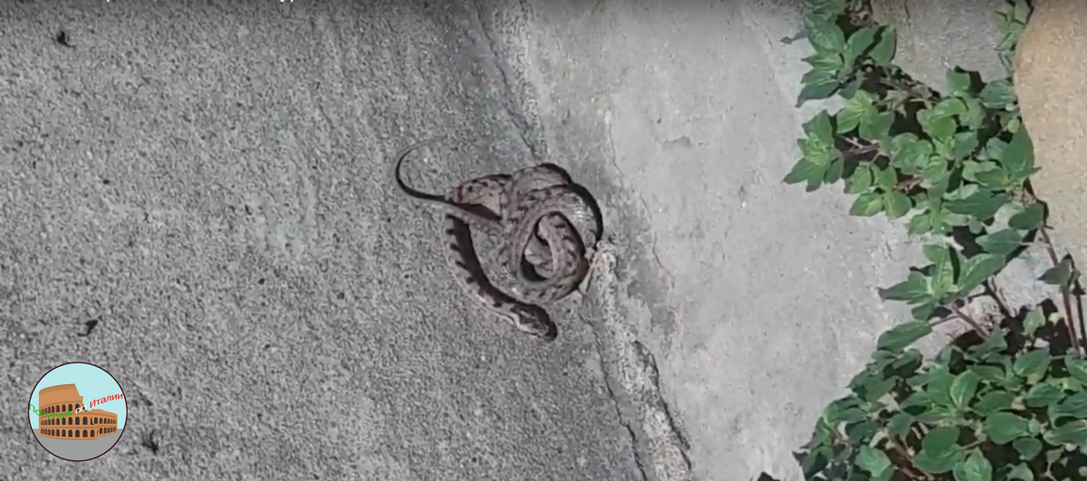 Фото с сайта inaturalist.ca