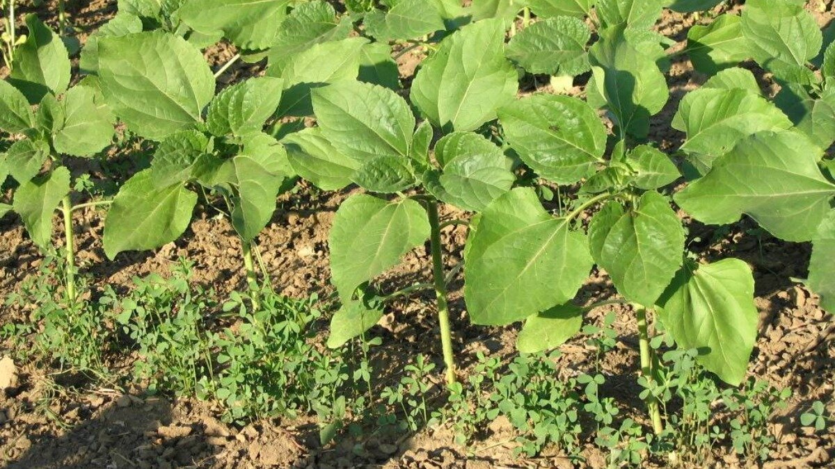 Бинарные посевы подсолнечника в фазе четвертой пары настоящих листьев с люцерной 