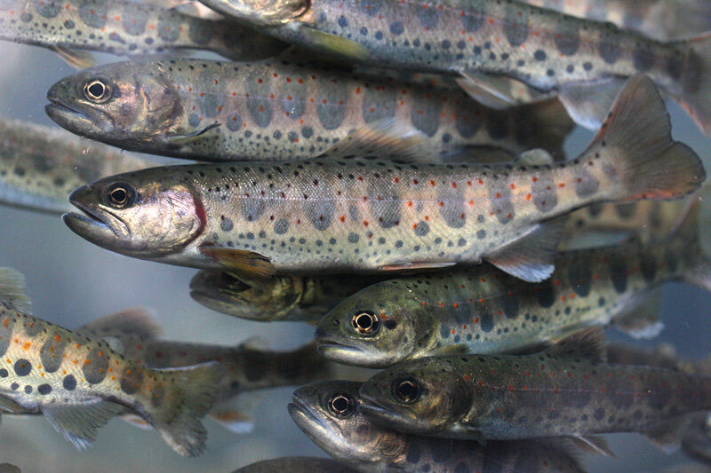 Пеструшка (Источник https://yandex.ru/images)