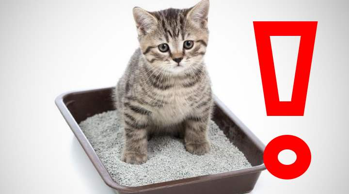 Как остановить понос у котенка?