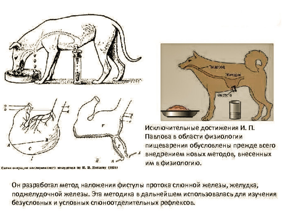Процесс пищеварения, на примере желудка собаки.