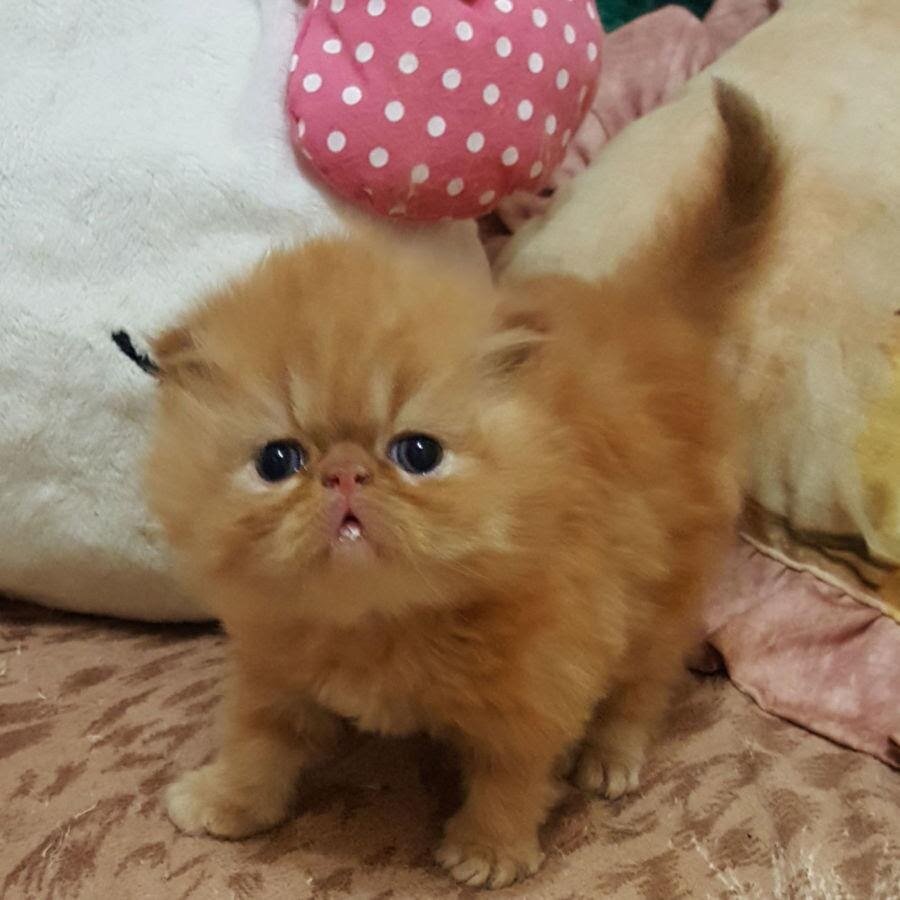 Примерно о такой лапотуле мечтала Леночка