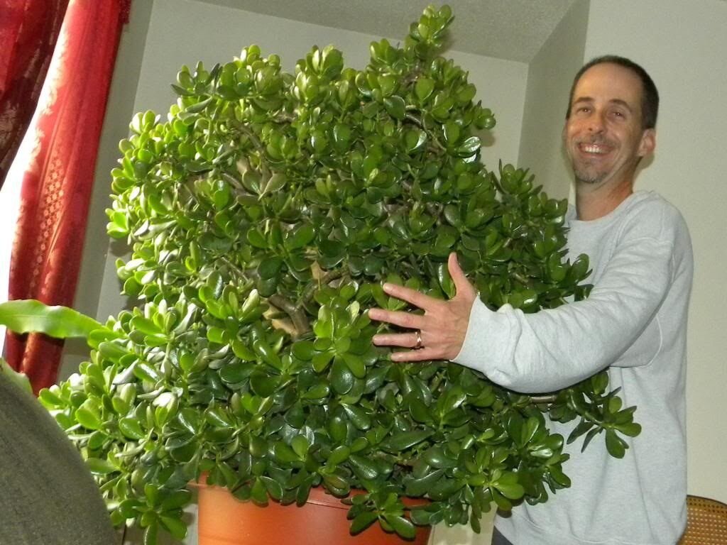 Огромное денежное дерево.