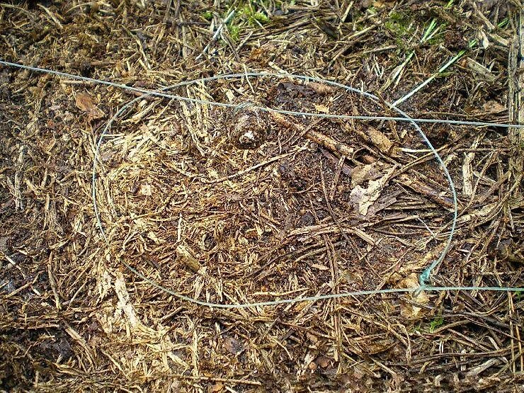 Петля для ловли цесарок