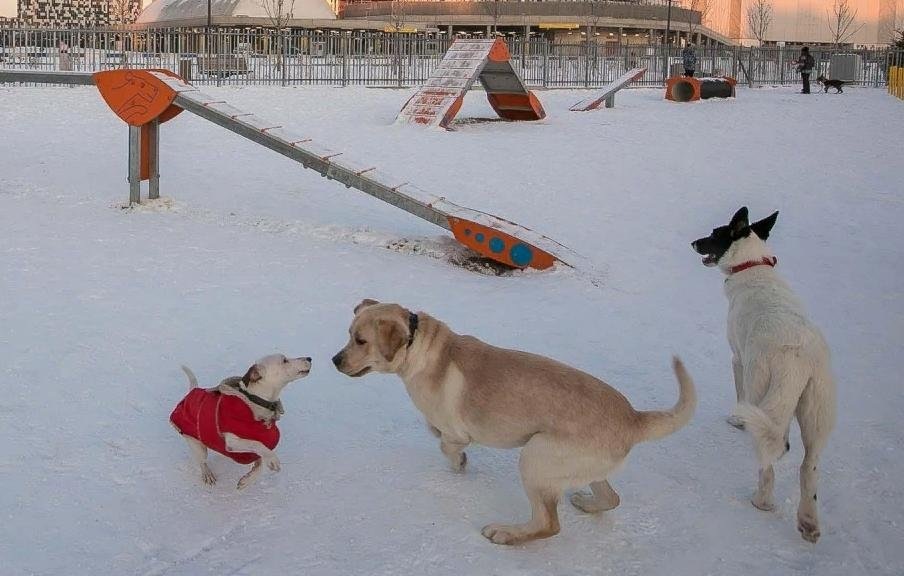 Площадка для выгула собак в Москве. Фото: https://api.parkseason.ru