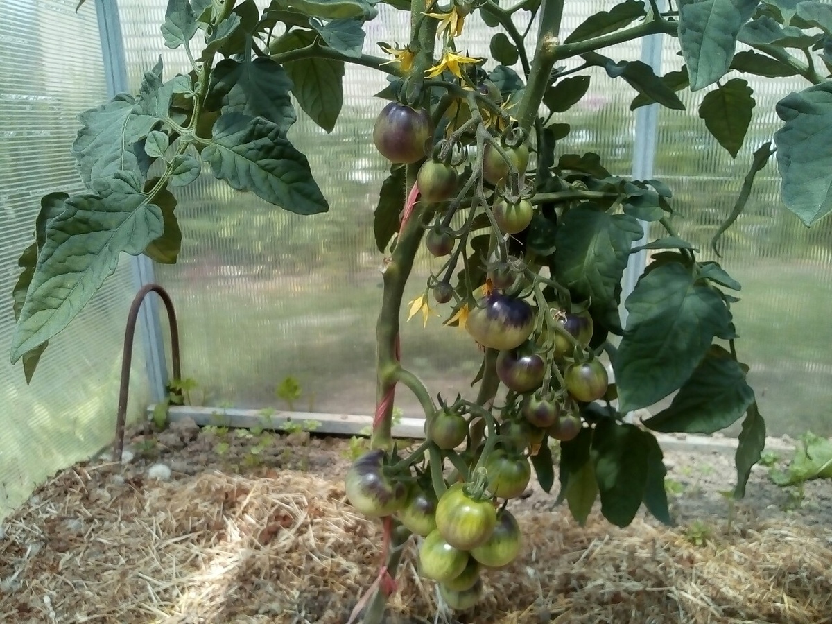 мульча в теплице