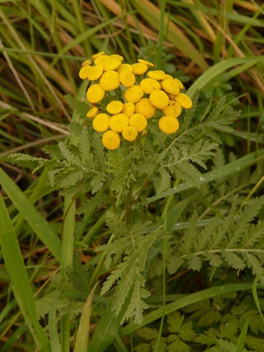 Часто пижму называют дикой или полевой рябинкой из-за схожести листочков с листьями рябины. (фото взято с pixabay для ознакомления)