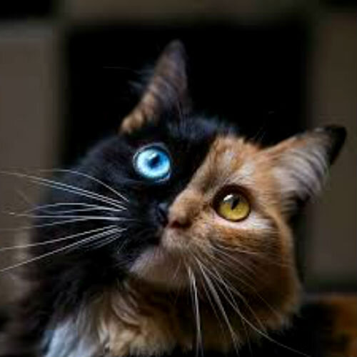 Самые красивые кошки - фото и описание породы | Лапа помощи | Дзен