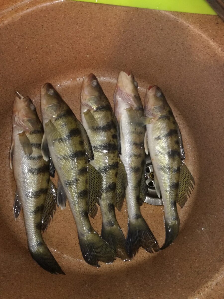 Камский судак-берш