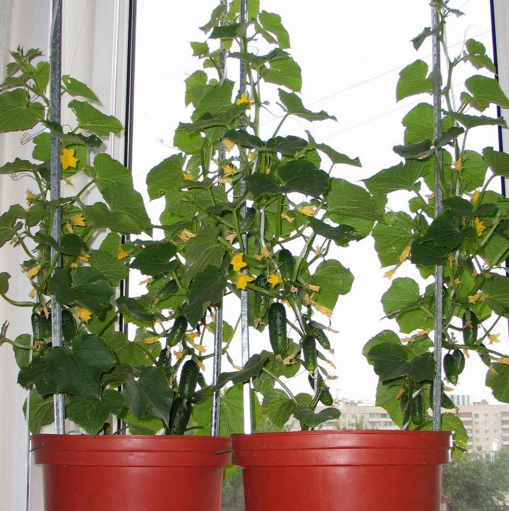 Фото из интернета