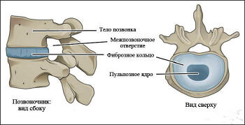 
Таково строение нашего позвоночника.
