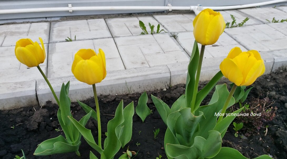 Подкормка тюльпанов весной для цветения