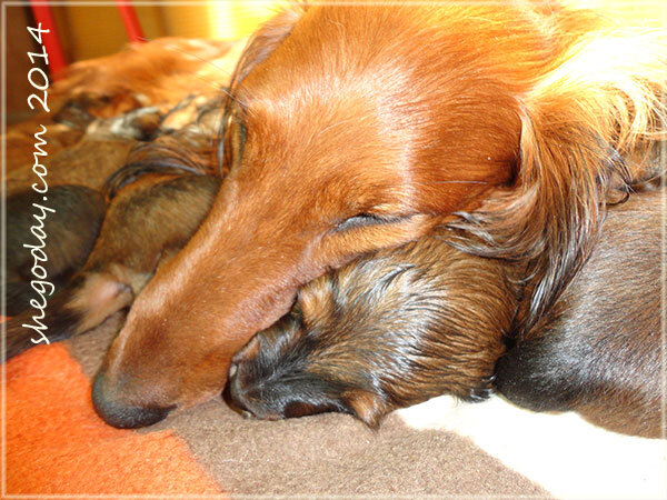 Материнские будни. Из архива п-ка Шегодай