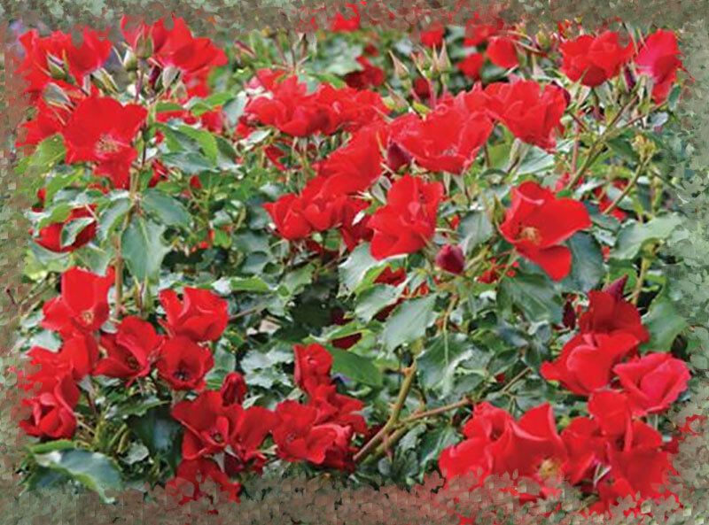 R. Look-A-Likes BougainFeelYa - Лук-э-Лайк Бугенвилия - Подобная бугенвилии